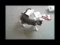dizzy-drinks.html