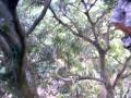 videos de MACACO NOIA