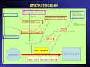 Esteatosis hepática no alcohólica hígado graso