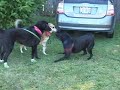 Dog Parade Dog Parade