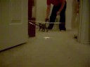 Kitty Tricks 2