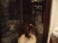 Himao and ladybug toy