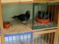 Widowhood pigeons Widowhood pigeons