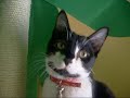 Nos chats novembre 2008