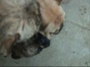 Serial French Bulldog Girl Fight!