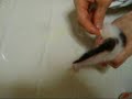 チャコル＆マーブル育児日記 ～生後18日目 オシッコ