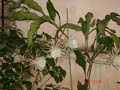 Star of Bethlehem!! Blooms Once in a YEAR! Star of Bethlehem!! Blooms Once in a YEAR!
