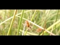 Soldaatje vliegt van een grasspriet Soldaatje vliegt van een grasspriet