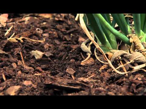 how to fertilize shallots