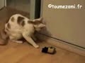 Le chat fou vide l'armoire / Crazy cat