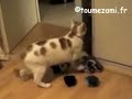Le chat fou vide l'armoire / Crazy cat