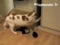 Le chat fou vide l'armoire / Crazy cat