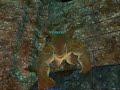 Syndicatus Raid 8/21/2006
