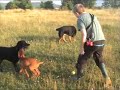 April our Hungarian Vizsla Puppy Part 29