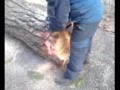 videos de bonifica pineta @ uoscu 2008