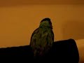 Boris The Nanday Conure Taking A Bath Boris The Nanday Conure Taking A Bath