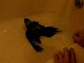Boris The Nanday Conure Taking A Bath