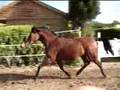 Canastera y Enamorado. Caballos PRE castaños a la venta