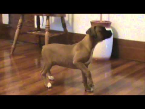A video of Roxy playing