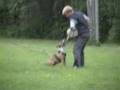 Protection dog training