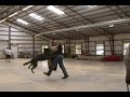 adult trained german shepherd dogs for sale