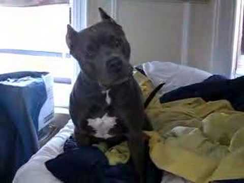 blue pitbull