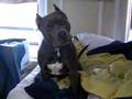 blue-pitbull-howl