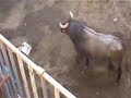 Taureau en Espagne Taureau en Espagne
