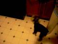 videos de Moxie messin' around