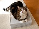 奏でるねこ。