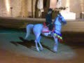 Arabian dancing horse