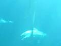 videos de Seaquarium du Grau du roi Part 5