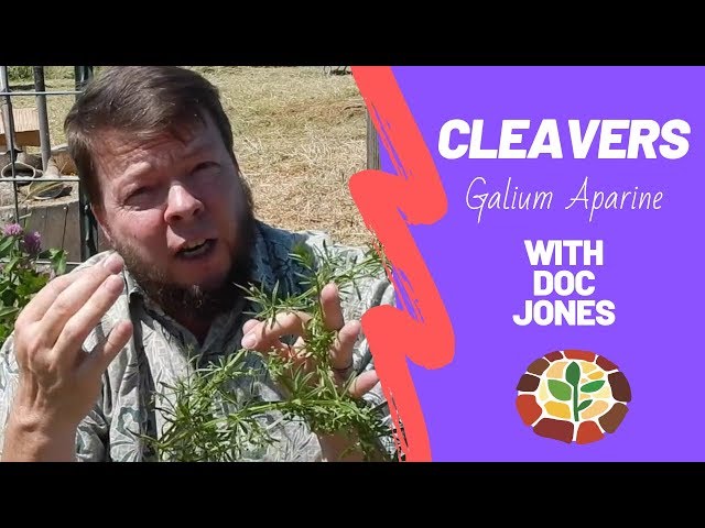 Cleavers Plant dans Plantes, engrais et terreaux  à Kitchener / Waterloo