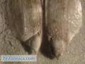 Plant Reproduction: The Pine Tree (Britannica.com)