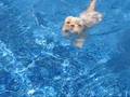 videos de Toby en été
