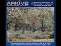 video Kupri