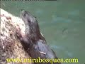 Nutria pescando en el rio zumeta - otter.