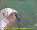 Nutria pescando en el rio zumeta - otter.
