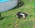 Unsere Hundewelpen beim Spielen Teil1 Unsere Hundewelpen beim Spielen Teil1