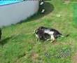 Unsere Hundewelpen beim Spielen Teil1