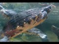 Virginia Beach travel: Virginia Marine Science Museum, close
