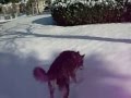 Tundra playing in the snow