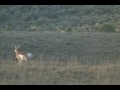 Utah Antelope Hunting (Kill Shot)