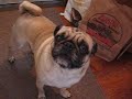 otis welcomes us home