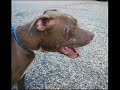 Pit Bull terriers..The Truth!!