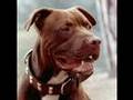 The Truth About Pitbulls;;Anti-BSL