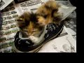 Sweet shoe sleeper