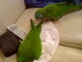 zeeva-vs-gonzo.html