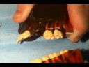 Extraction of teeth on a model Extraction of teeth on a model