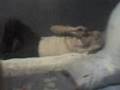 videos de Casi violamos al enano